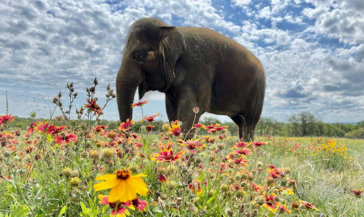 a small elephant standing on top of a grass covered field